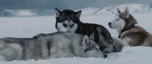 Przygoda na Antarktydzie / Eight Below (2006) PL.720p.BDRip.XviD.AC3-ELiTE + x264 / Lektor PL Przygoda na Antarktydzie / Eight Below (2006) PL.720p.BDRip.XviD.AC3-ELiTE + x264 / Lektor PL