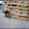 imagebam.com